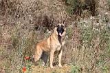 MALINOIS 225